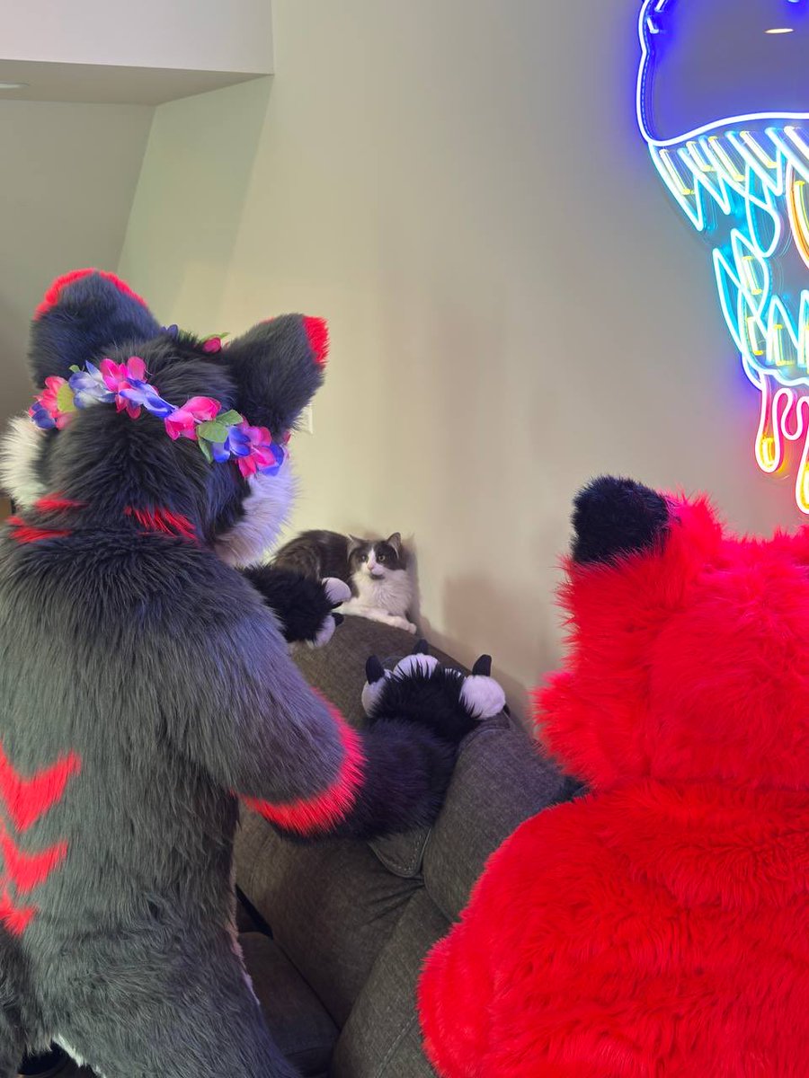 The cat was not amused. #Foxtober Episode 12 <a href="/MontiTheWolf/">Monti</a> 

📸: <a href="/DutchWoof/">Dutch</a>