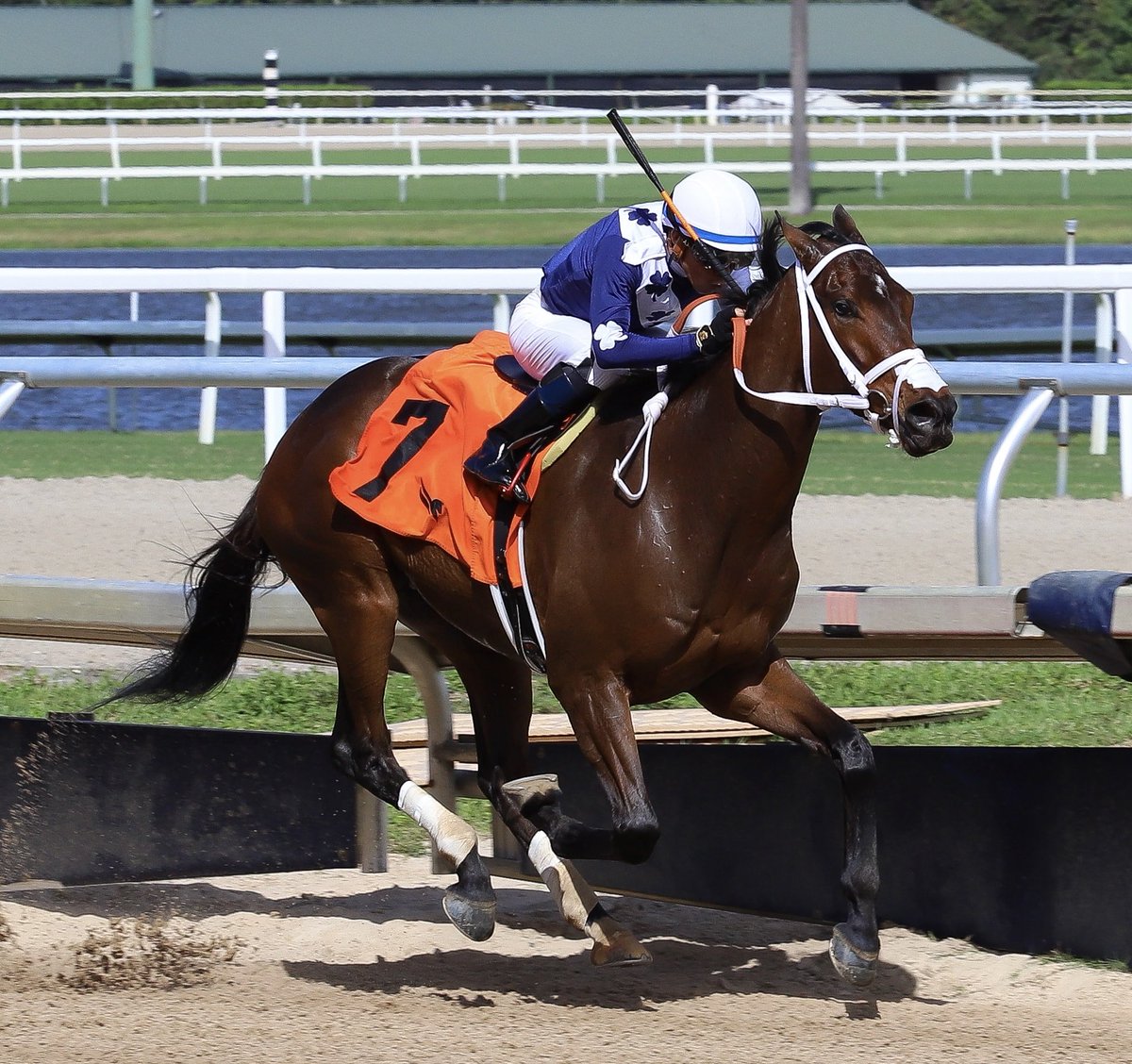 VictorEBarboza's tweet photo. Skellig Michael • Emisael Jaramillo • Víctor Barboza, Jr. #GulfstreamPark #SunshineMeet un honor, ser parte de la victoria 5000 de Emisael Jaramillo, en su dilatada y exitosa trayectoria. https://t.co/xd4FbTd9Su