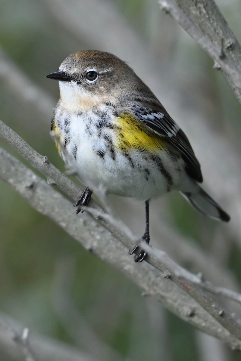 stu_weiss63's tweet photo. Yellow Rump Cedar Bonnet Island NWR, NJ https://t.co/uiLKR3LhJg