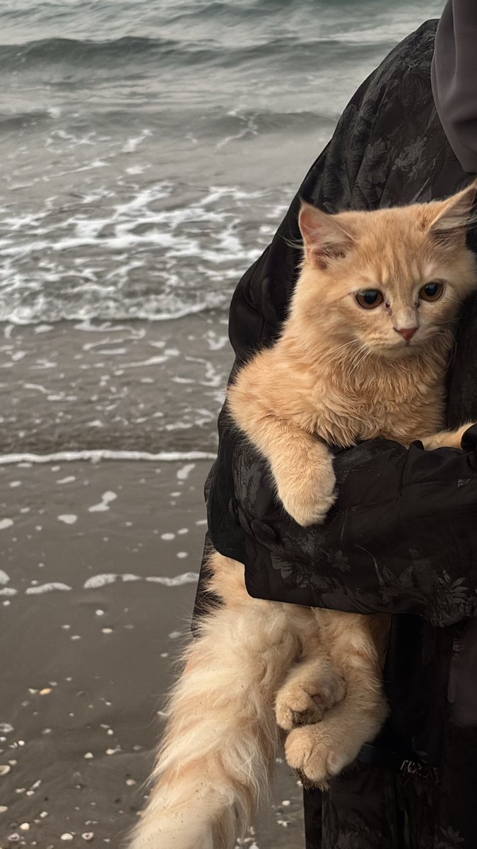 روميت جديد🥺🍊