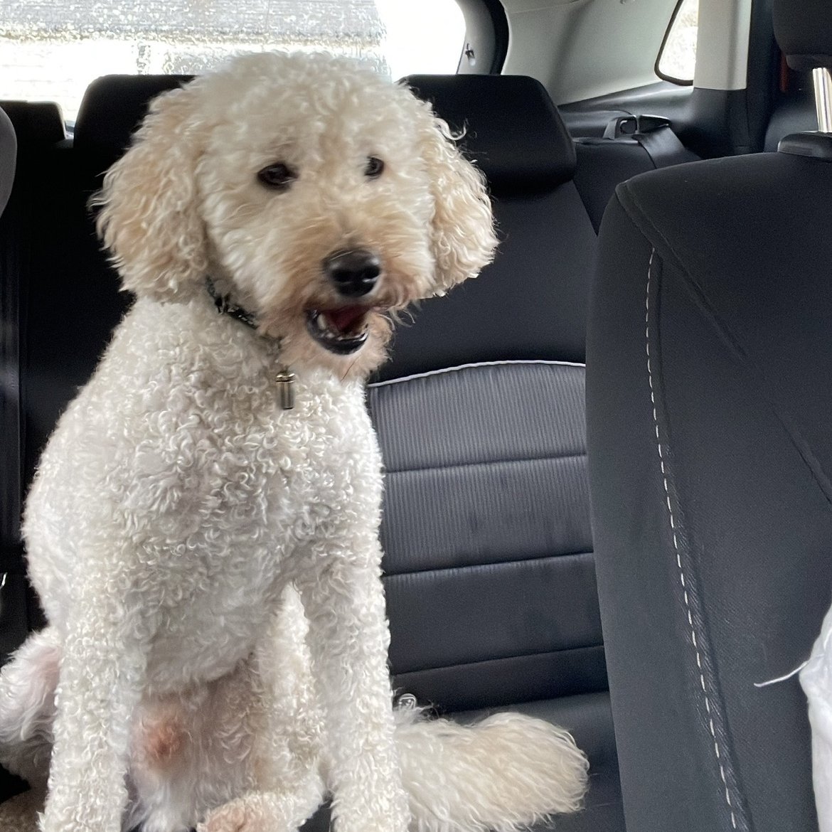 millypod1's tweet photo. PANCAKE HOME SAFE. THANKS FOR RT's 😊🐕🐾
🆘17 OCT 2025 #Lost Pancake #ScanMe
White NERVOUS Poodle Miniature Male
At the entrance to The Estate, Burr Tree Gardens #Leck #Carnforth #Lancashire #LA6 https://t.co/FtTKmZk7s7 https://t.co/pREs3COB9z