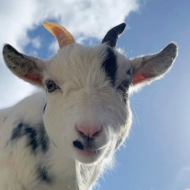 📅 20th October 2025
🏷️ Instagram/the_goats_that_cud
💕 #animaloftheday