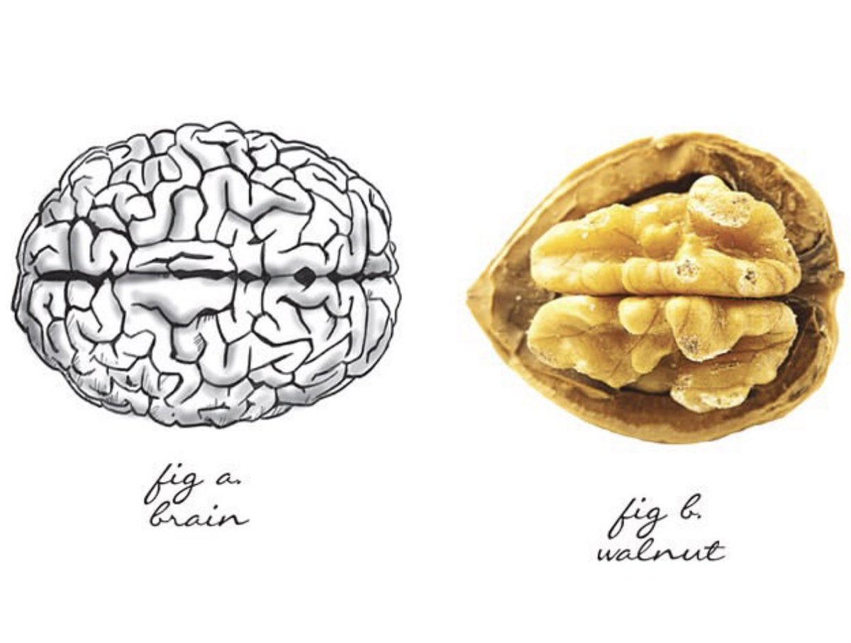 ▫️يعتبر #جوز_عين_الجمل من أفضل المصادر المفيدة لصحة الدماغ 🧠

▫️لإحتواءه على أحماض دهنية أوميجا ٣ المفيدة لصحة القلب وتعزيز الكوليسترول النافع HDL

▫️و مضادات أكسدة فعالة لمحاربة الإلتهابات وتقليل علامات التقدم بالسن 

▫️مصدر جيد لڤيتامين E المفيد للشعر و البشرة و الأعصاب