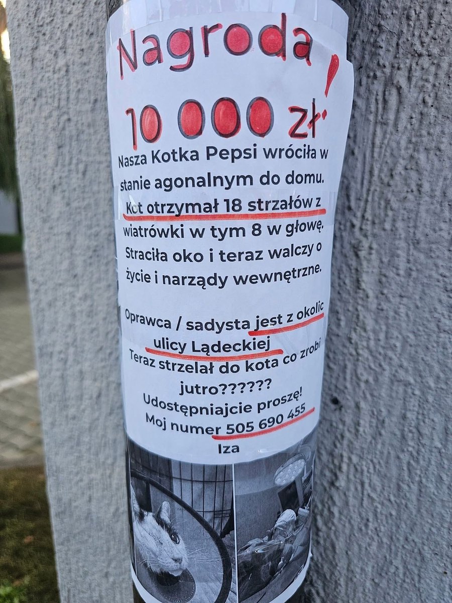 Proszę o RT🙏
We Wrocławiu ktoś zwabił ufnego kota i strzelał do niego śrutem, jak do żywej tarczy. 😔
Kotka Pepsi cudem doczołgała się do domu straciła oko, a w jej ciele utkwiło 18 śrucin.
Fundacja Most Nadziei i opiekunka wyznaczyły nagrodę za wskazanie sprawcy.