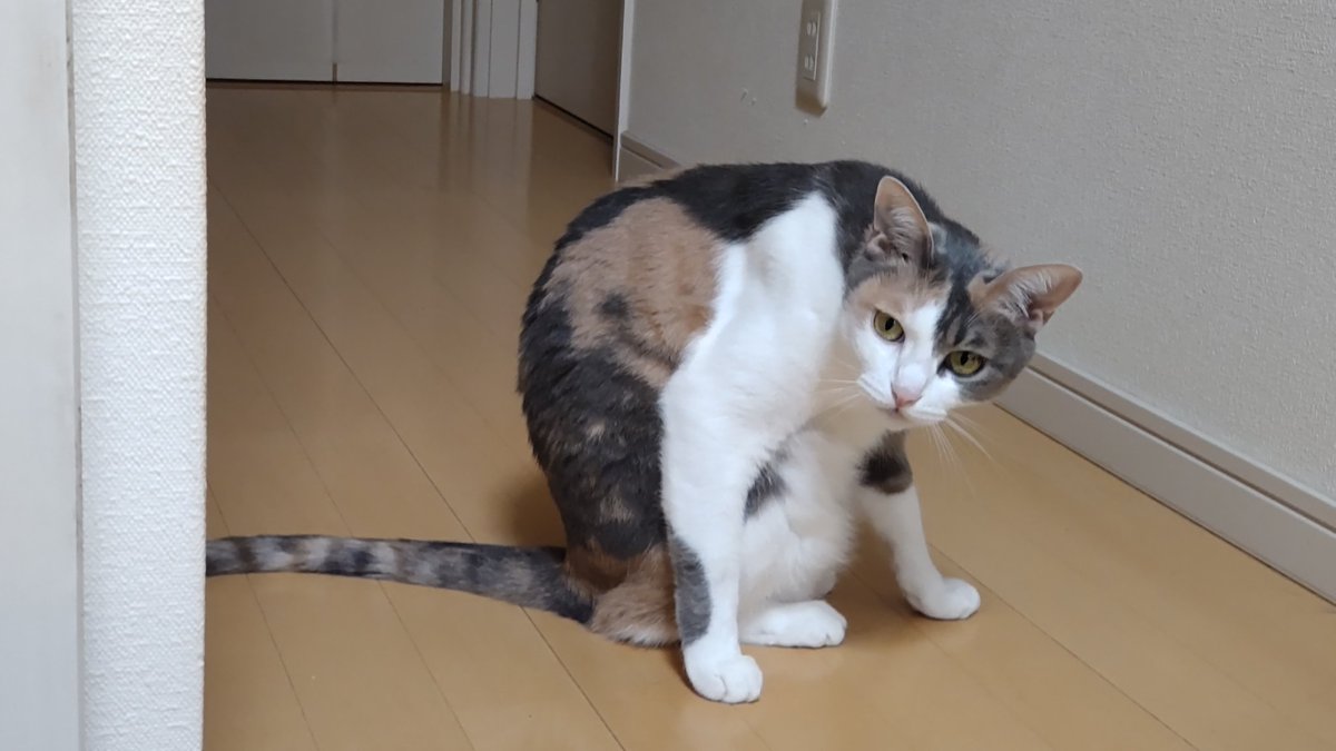 猫背 渦巻ねね on X: 