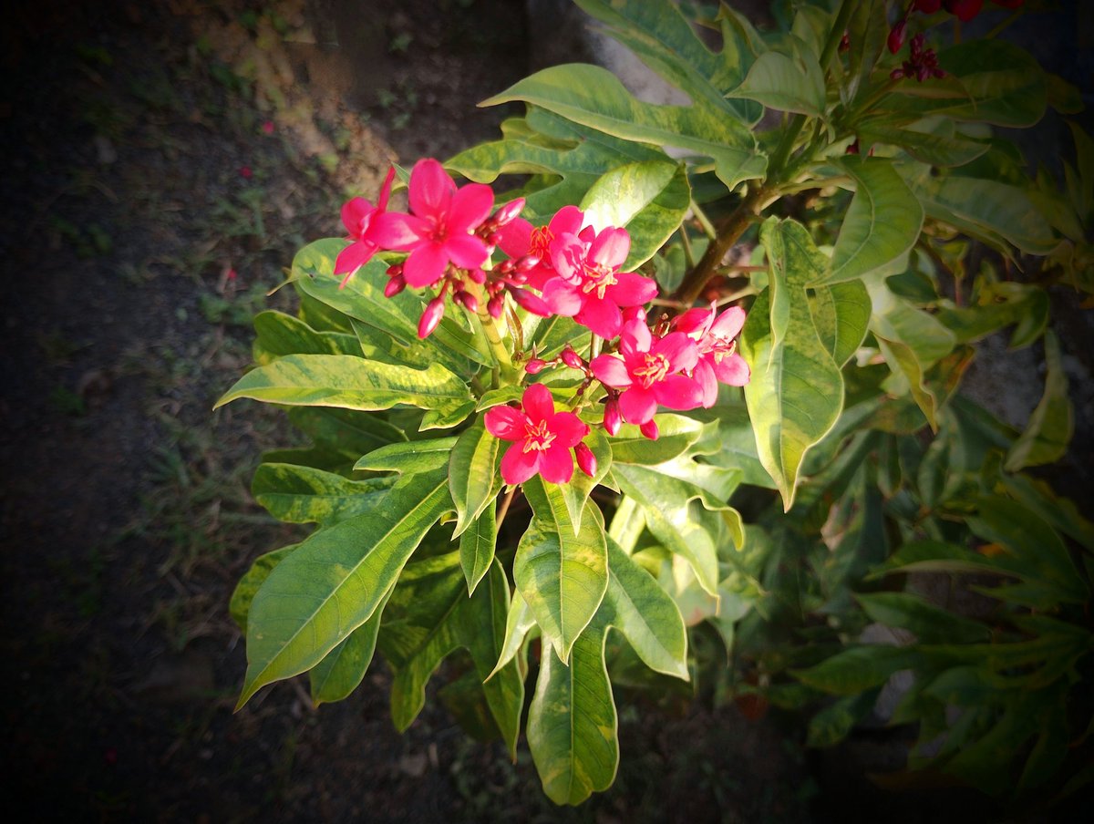 Poet_Rishii's tweet image. The feeling of divine love, 
The mirror of the inner soul,
   The golden dream of blooming
        When does a butterfly
           not hover over a flower? 
             Flower expressed in words. ..✨

 #vss365 
#faithmap
@BdsmTales
#BdsmTales 
#PhotographyIsArt #floweronsunday