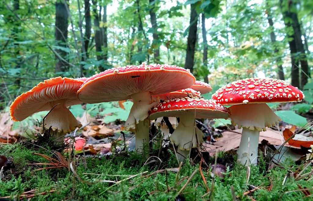 joshua_josprijs's tweet image. #herfst #paddestoel #Apeldoorn