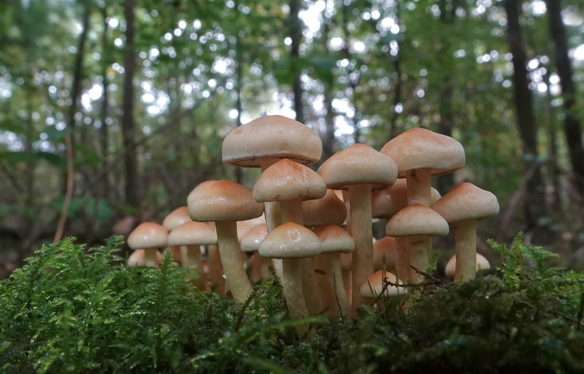 joshua_josprijs's tweet image. #herfst #paddestoel #Apeldoorn