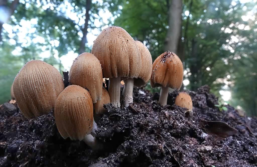 joshua_josprijs's tweet image. #herfst #paddestoel #Apeldoorn