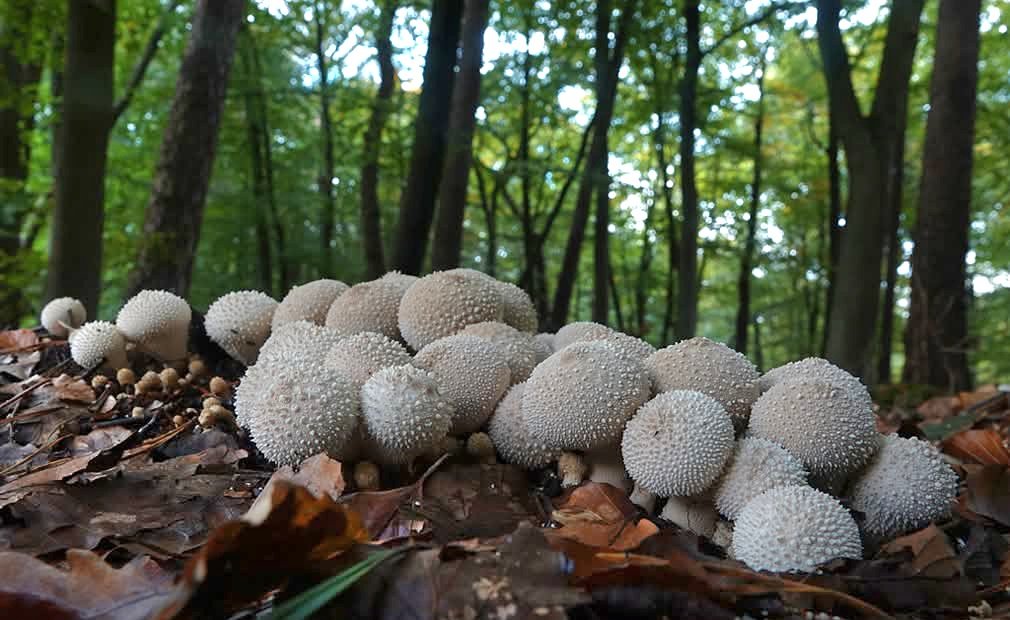 joshua_josprijs's tweet image. #herfst #paddestoel #Apeldoorn