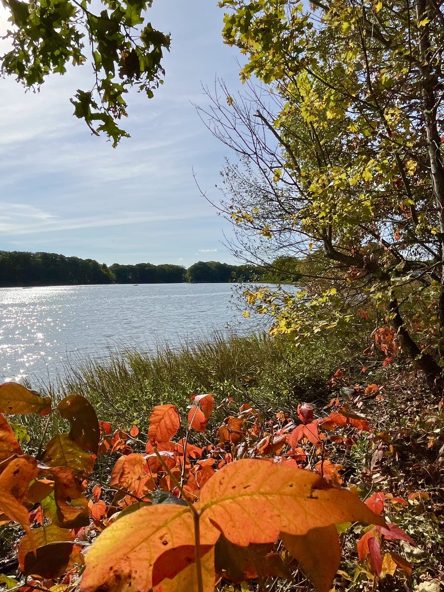 feli_casey's tweet image. Happy day, everyone! ~ 🍂❤️