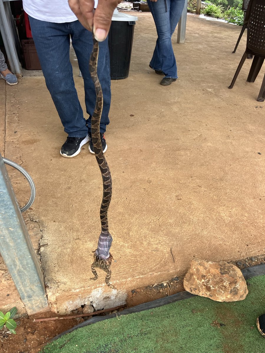 joeyjavaisgr8's tweet image. Some thing you don’t see every day, snake eating a toad