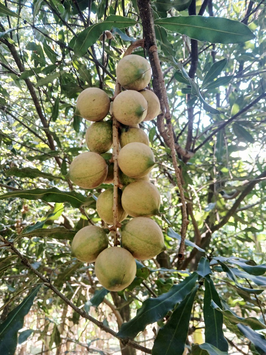 Nueces de macadamia, a orilla del lago Kivu, en #Ruanda.