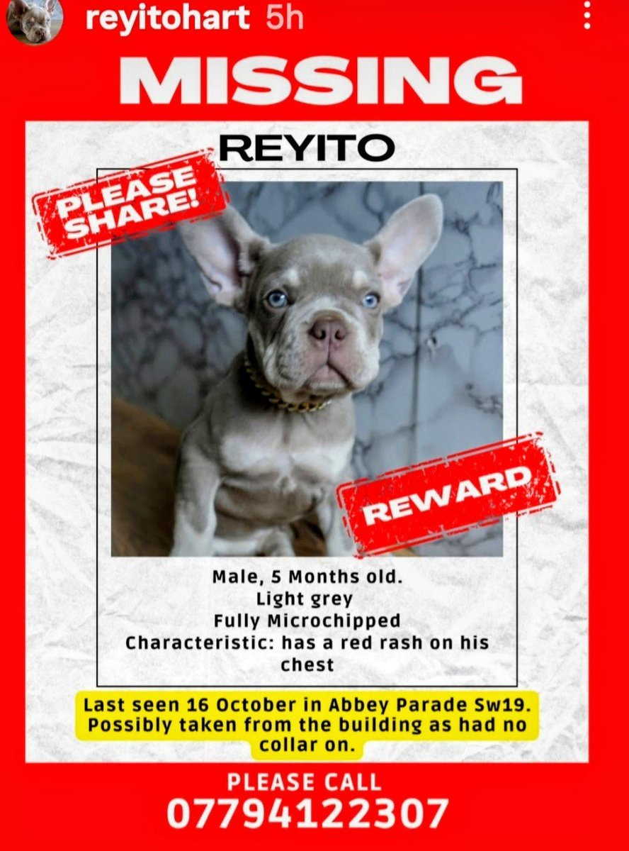 chris towers (@millypod1) on Twitter photo 🆘16 OCT 2025 #Lost Reyito #ScanMe #STOLEN?? YOUNG French Bulldog Male #PUPPY
Abbey Parade, South Wimbledon #collierswood #London #GreaterLondon #SW19 
Possible sighting in Lavender Park #Mitcham
doglost.co.uk/dog/200443 🆘16 OCT 2025 #Lost Reyito #ScanMe #STOLEN?? YOUNG French Bulldog Male #PUPPY
Abbey Parade, South Wimbledon #collierswood #London #GreaterLondon #SW19 
Possible sighting in Lavender Park #Mitcham
doglost.co.uk/dog/200443