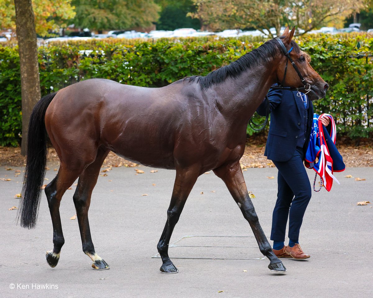 The magnificent Trawlerman after winning yesterdays Long Distance Cup at Ascot.