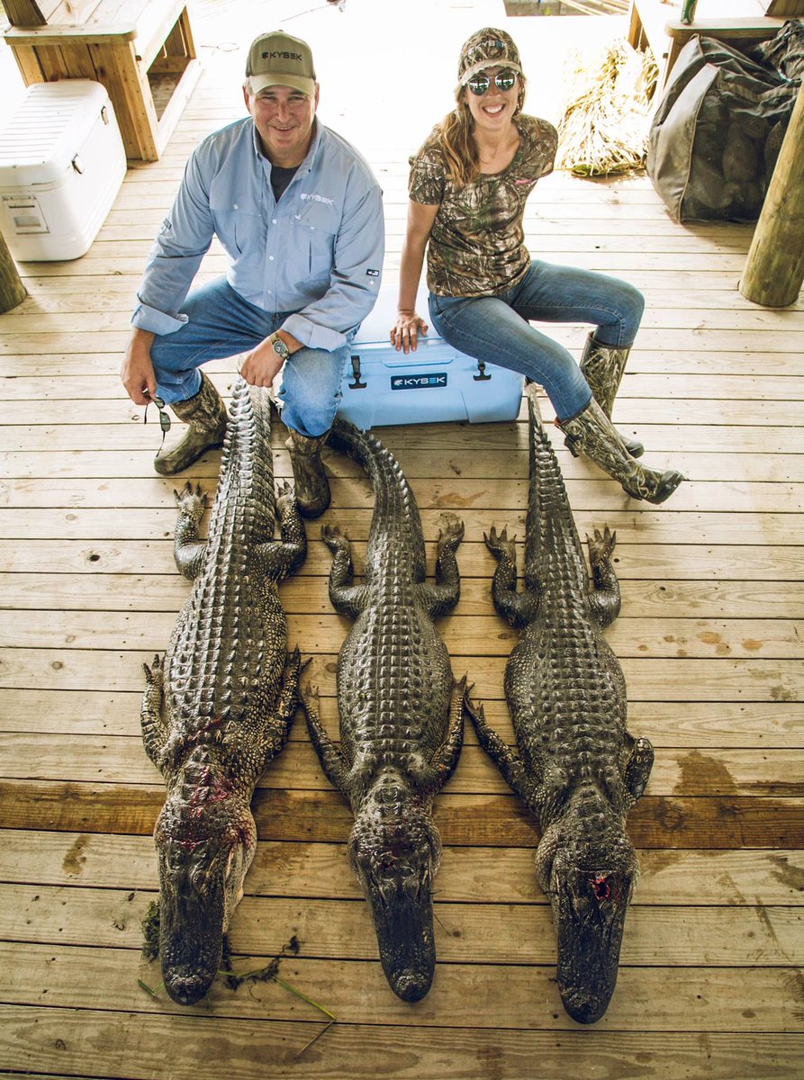 KYSEKIceChests's tweet photo. Gator season is going strong on the bayou.

https://t.co/E44bFJ72NU https://t.co/nVYwoJ3JLQ