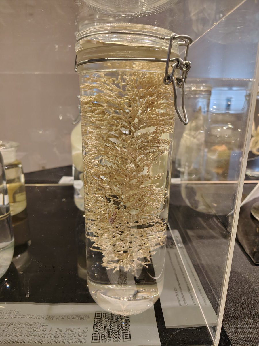 andal13's tweet photo. Quedan 3 días (miércoles, jueves y viernes) para ver la exhibición de parte del material recolectado por la expedición Uruguay Sub 200 en el MNHN. Yo que vos no me la pierdo. https://t.co/VEwvG7Nqs8