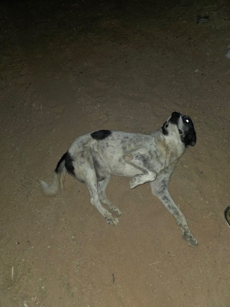 حفر الباطن
اليوم سممو مجموعة كلاب و هذا الكلب الناجي الوحيد💔 اليفف جدًا نبي له مكان آمن قبل يسمموه للتواصل
0540002172