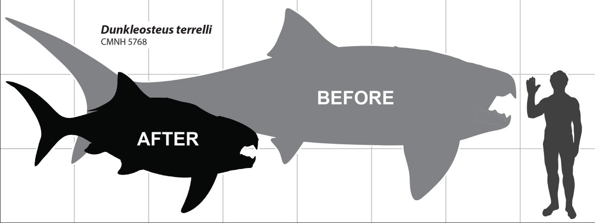 DiversityMDPI's tweet image. 🔍A Devonian Fish Tale: A New Method of Body Length Estimation Suggests Much Smaller Sizes for Dunkleosteus terrelli (Placodermi: Arthrodira) by  Russell K. Engelman

Please read more: mdpi.com/1424-2818/15/3…

#Paleontology #Devonian #Evolution #Fossils #Dunkleosteus