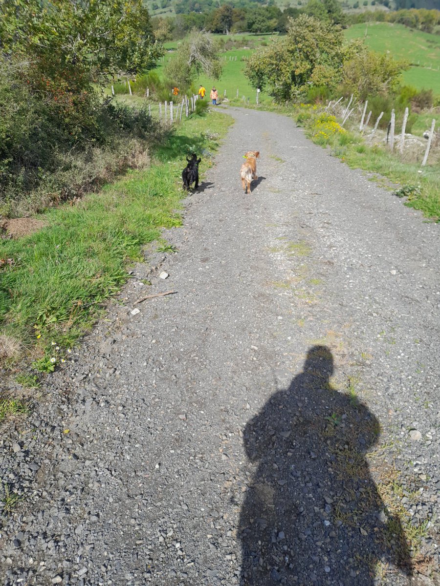 Une seule petite menée pour les 2 loulous.
 #chassepartage 
Et le  daguet qui saute devant la voiture à la fin de la battue .😅