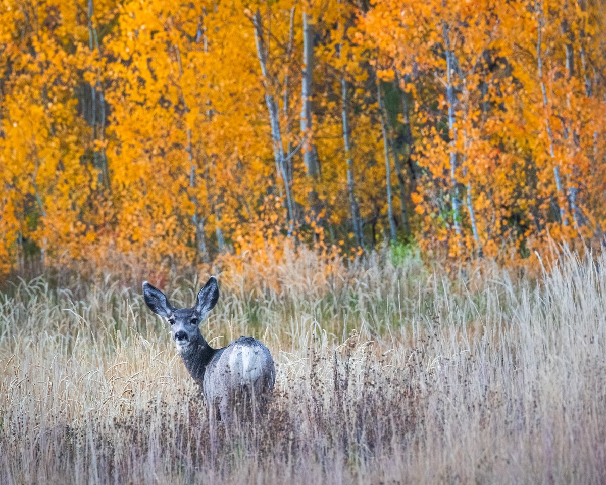 Michael Shainblum tweet media