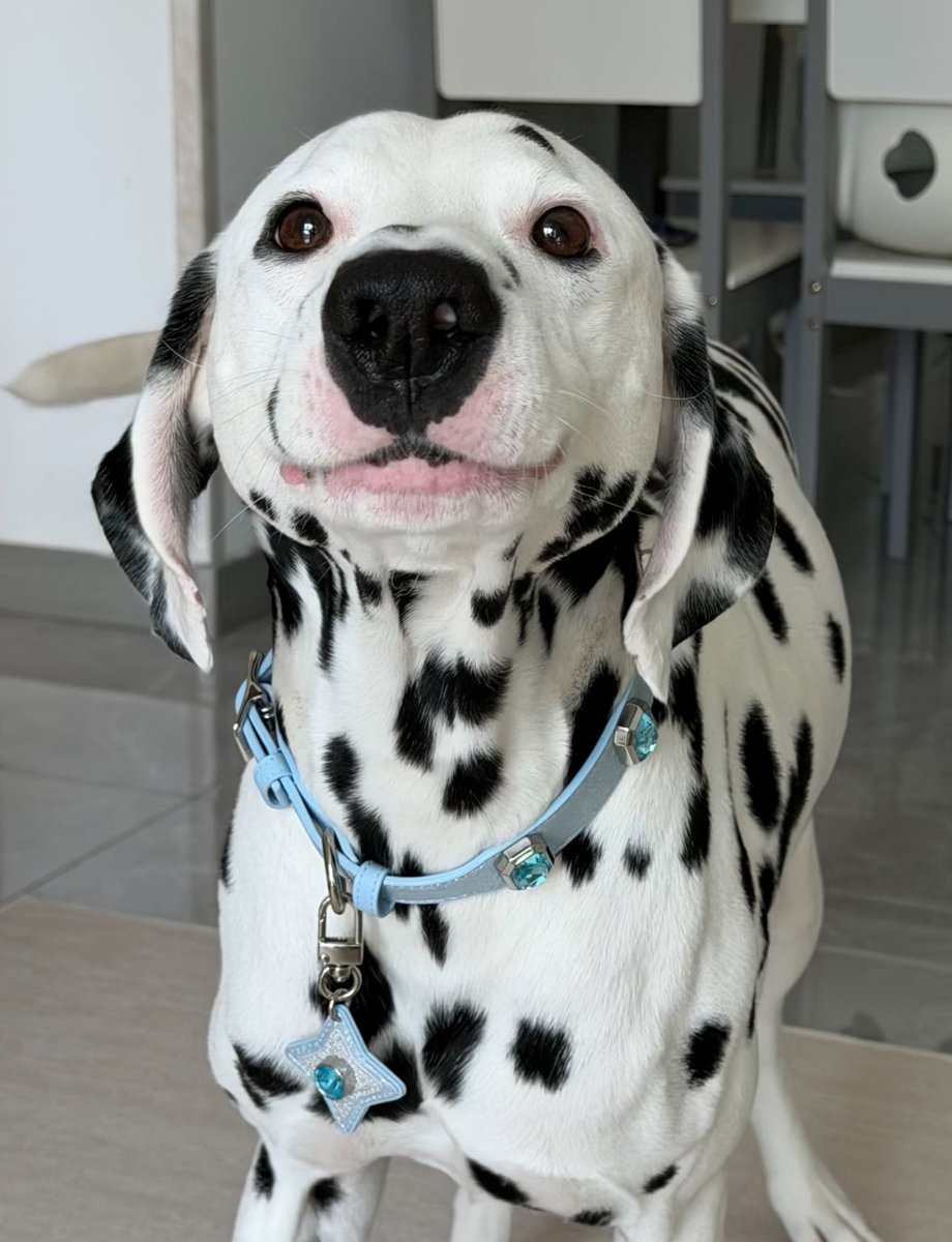 💖 (@twaniimals) on Twitter photo 