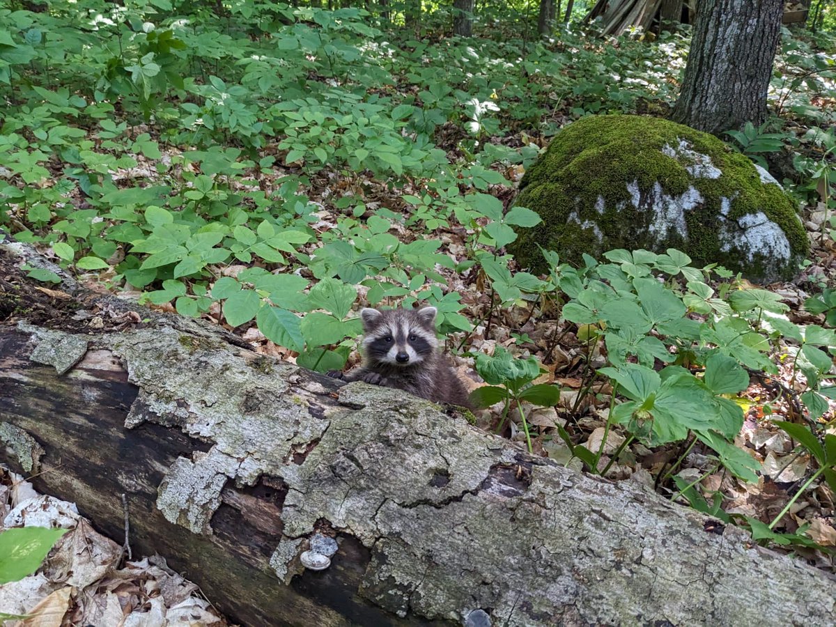 bildlida tweet media