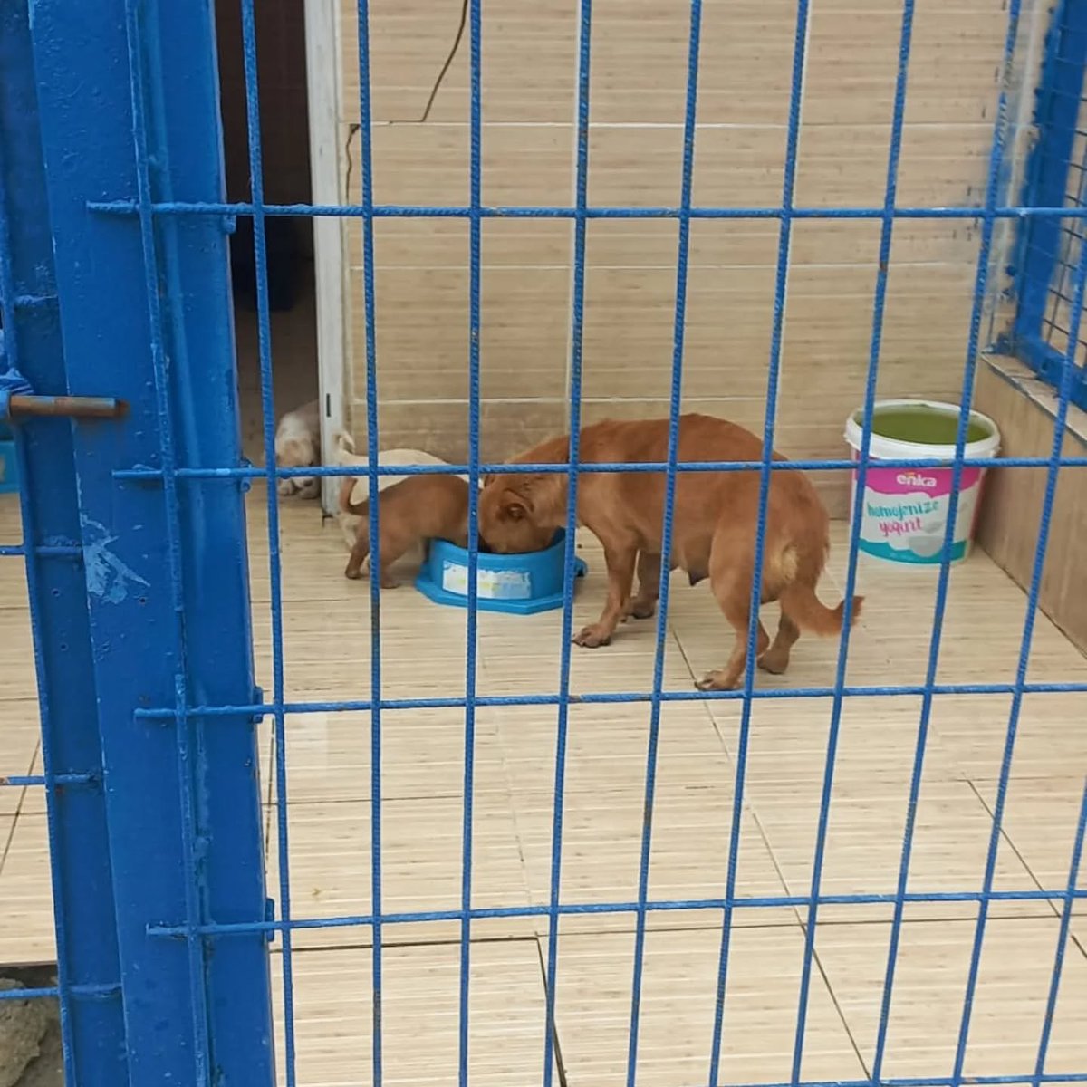 "TEKİRDAĞ  0 553 727 12 64
ÇOK ACİL BARINAKTA YAVRULARIYLA BİR ANNE YUVA BEKLİYOR  facebook.com/photo?fbid=420…