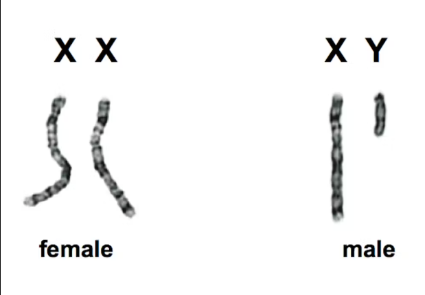 I just had a thought, and it's kinda hard to get rid of. 

"21 So the Lord God cast a deep sleep on the man, and while he was asleep, he took out one of his ribs and closed up its place with flesh. 22 The Lord God then built the rib that he had taken from the man into a woman."