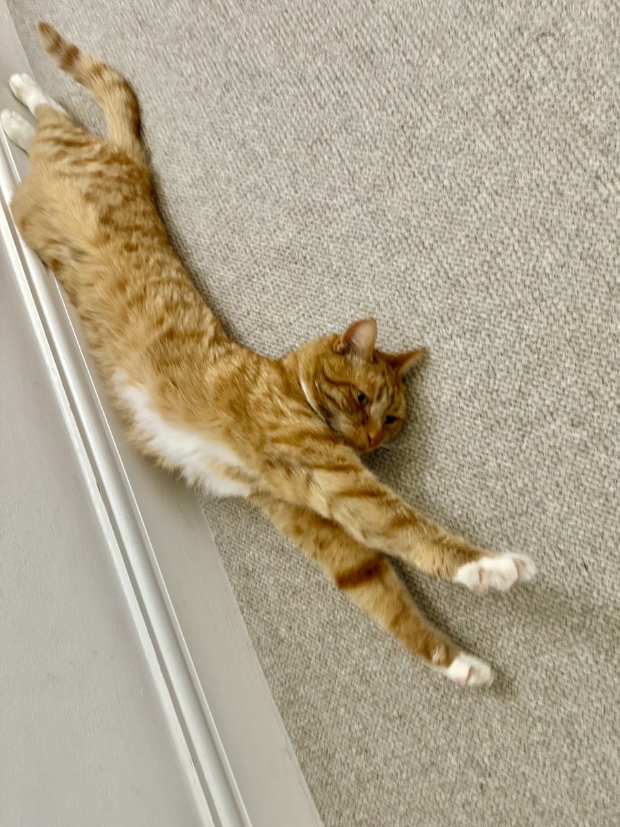 SIMBA’s fifth birthday today, he’s become a bit of a bruiser after being in a fight his eye got damaged. The operation to repair his eye was £2600. All good now.Thank heaven we had Insurance.