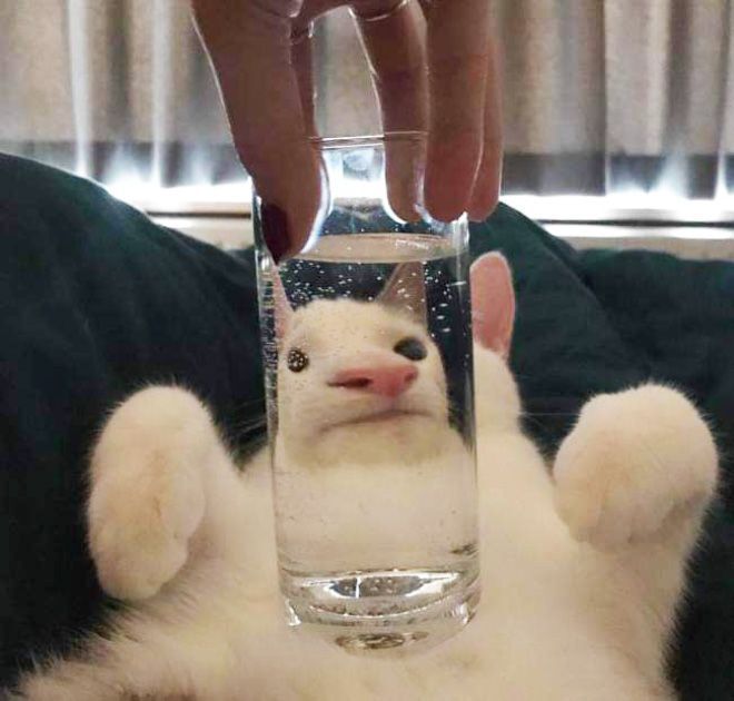 Why you should have a cat (@shouldhavecat) on Twitter photo 