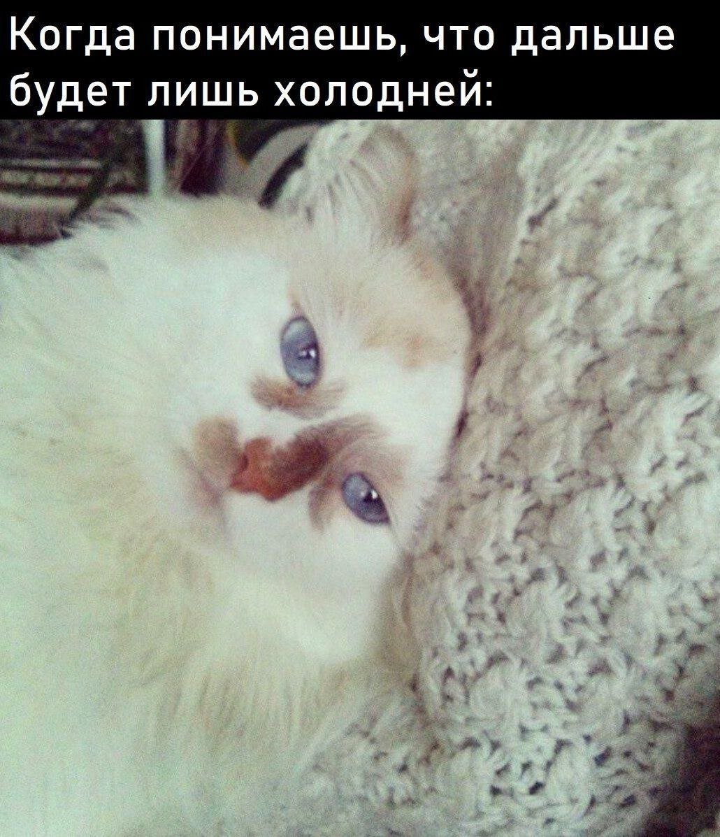 cats, i love cats (@catsilcats) on Twitter photo 