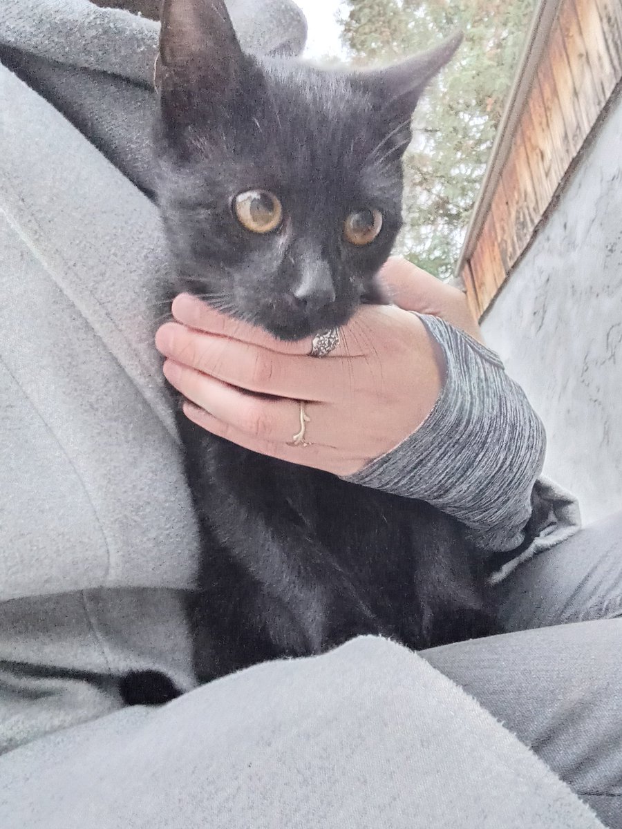 paniksz's tweet image. котусям п&apos;ять місяців і вони дуже шукають своїх людей (сьогодні знову хотіли піти зі мною)

Всі лагідні хлопчики, сіра оксамитова — мати, логістику з Хм за потреби придумаємо