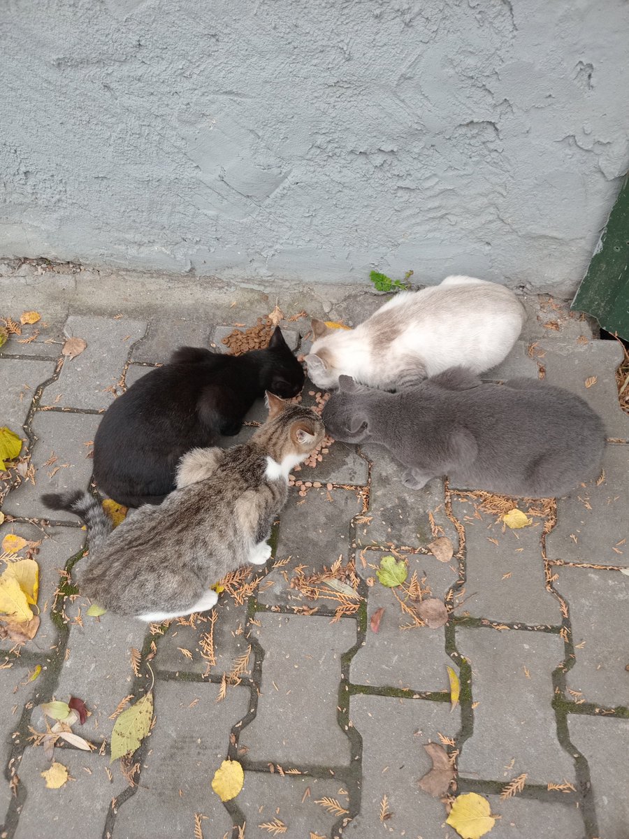 paniksz's tweet image. котусям п&apos;ять місяців і вони дуже шукають своїх людей (сьогодні знову хотіли піти зі мною)

Всі лагідні хлопчики, сіра оксамитова — мати, логістику з Хм за потреби придумаємо