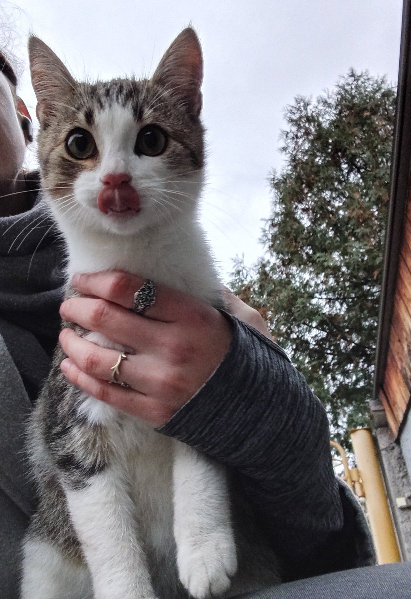 paniksz's tweet image. котусям п&apos;ять місяців і вони дуже шукають своїх людей (сьогодні знову хотіли піти зі мною)

Всі лагідні хлопчики, сіра оксамитова — мати, логістику з Хм за потреби придумаємо