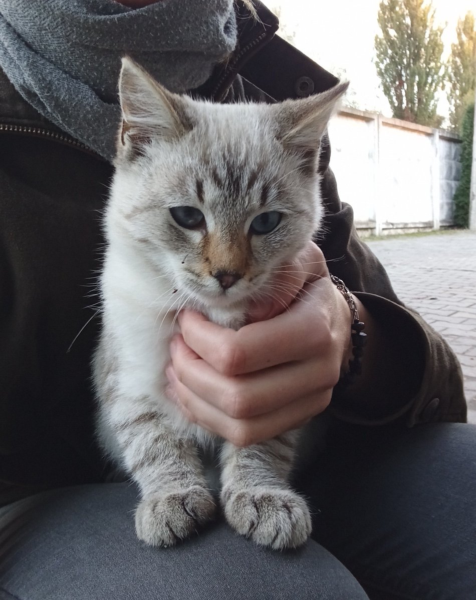 paniksz's tweet image. котусям п&apos;ять місяців і вони дуже шукають своїх людей (сьогодні знову хотіли піти зі мною)

Всі лагідні хлопчики, сіра оксамитова — мати, логістику з Хм за потреби придумаємо