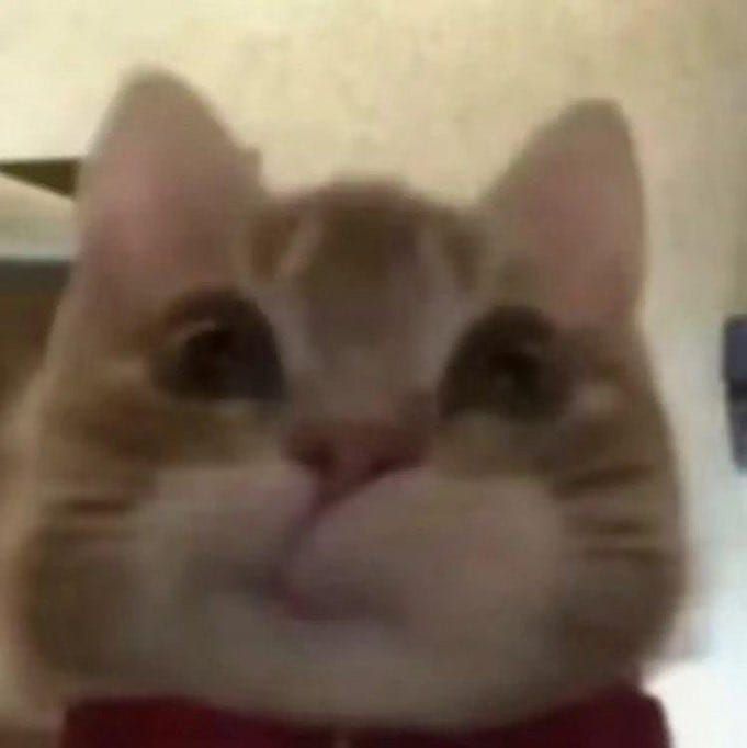 Introvert__14's tweet image. What happened to this small boobie girl? 😽