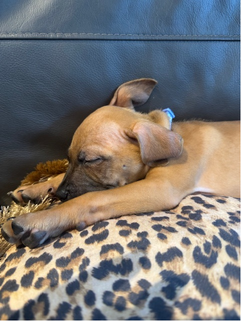 Colin Wynter KC tweet media