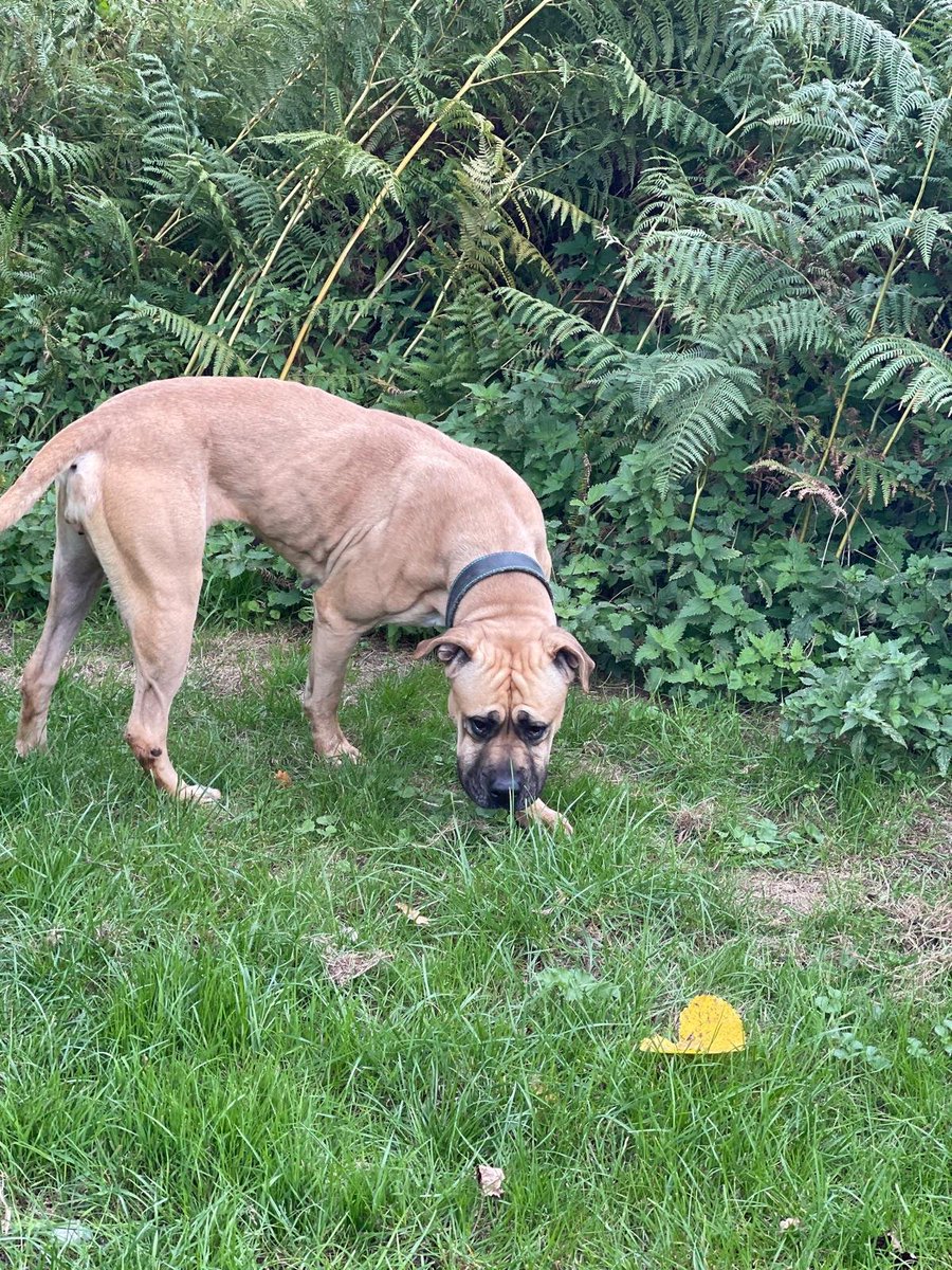 chris towers (@millypod1) on Twitter photo 🆘19 OCT 2025 #Lost Roxy/Darcy #ScanMe
Mastiff Cross Female. NERVOUS #RESCUE 
Dial Post, West Sussex #RH13
County #Horsham
Lost whilst out on a walk near the #A24. Wearing a Red collar with a red bone shaped tag. 
SIGHTINGS ☎️07736 049390 or 07816 492791
doglost.co.uk/dog/200478 🆘19 OCT 2025 #Lost Roxy/Darcy #ScanMe
Mastiff Cross Female. NERVOUS #RESCUE 
Dial Post, West Sussex #RH13
County #Horsham
Lost whilst out on a walk near the #A24. Wearing a Red collar with a red bone shaped tag. 
SIGHTINGS ☎️07736 049390 or 07816 492791
doglost.co.uk/dog/200478