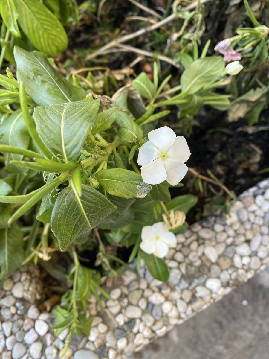 Sonia Zuccaro tweet media