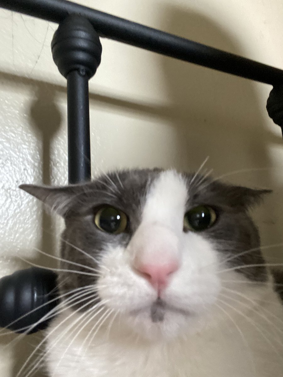 Dries rule sogs drool like and subscribe for more roasts towards the sogs