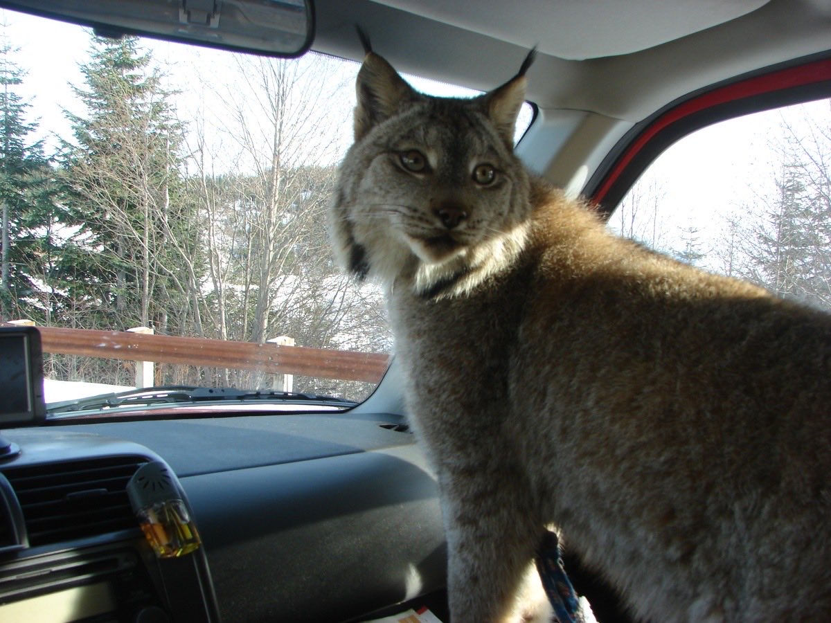 bigcatburger's tweet image. Bet you didn’t know lynxes can drive