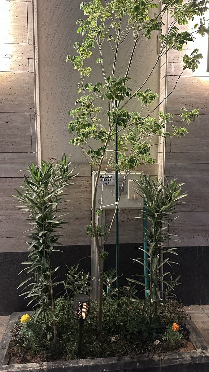 شجراتي الجميلة راح ارجع لهذة الصورة إذا كبرت🌳🌱🤍.