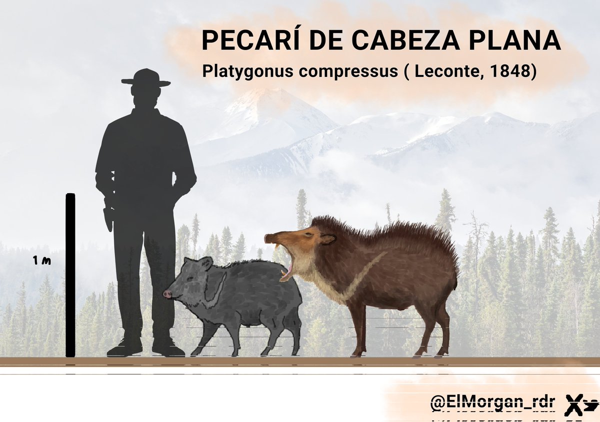 Pequeña comparación de tamaño de platygonus compressus, un Pecari del Pleistoceno tardío de norte america, desde México hasta el Yukon.
Basada en las comparaciones de Issac OWJ