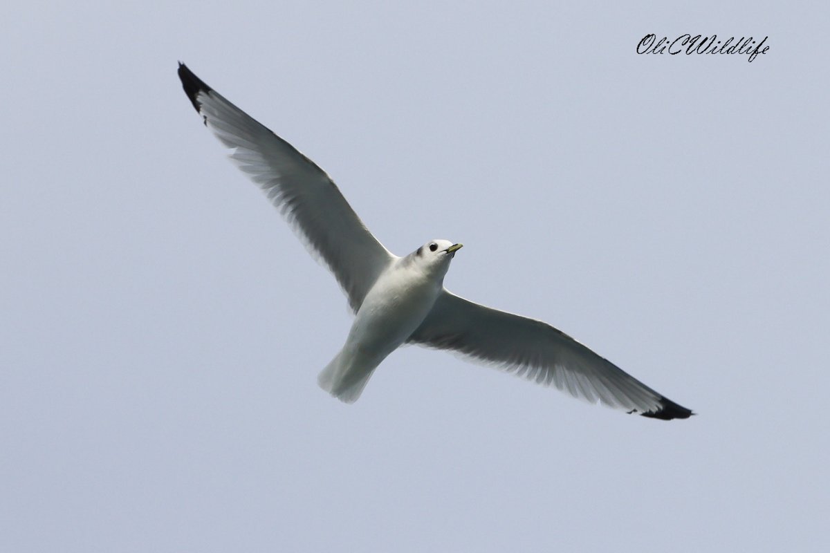 Gannet, Minke Whale, and Kittiwake from the <a href="/naturetrektours/">Naturetrek</a> Lyme Bay boat trip a couple of weeks ago! It was also good to see Balearic &amp; Manx Shearwaters, 100s of Common Dolphins, and a single Puffin among other things. #Birding #Birds #UKWildlife