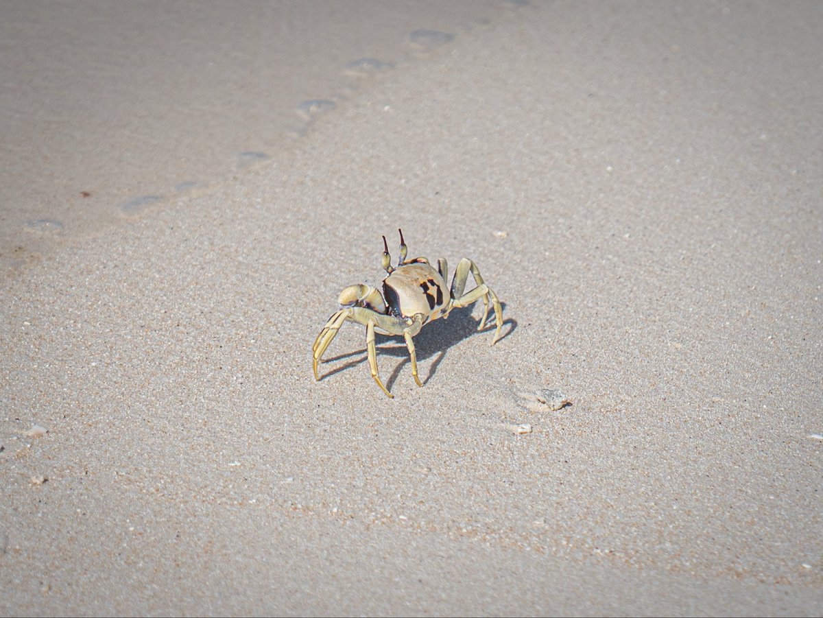 📍Excursion îlot Biike - Abemama 🇰🇮

Sur l’îlot Biike, le sable est d’une douceur incroyable. À l’abri du vent près d’une lagune paisible, nous marchons entre océan et lagune, ramassant des coquillages et observant les crabes. Le paradis est ici (pour quelques temps). 😍