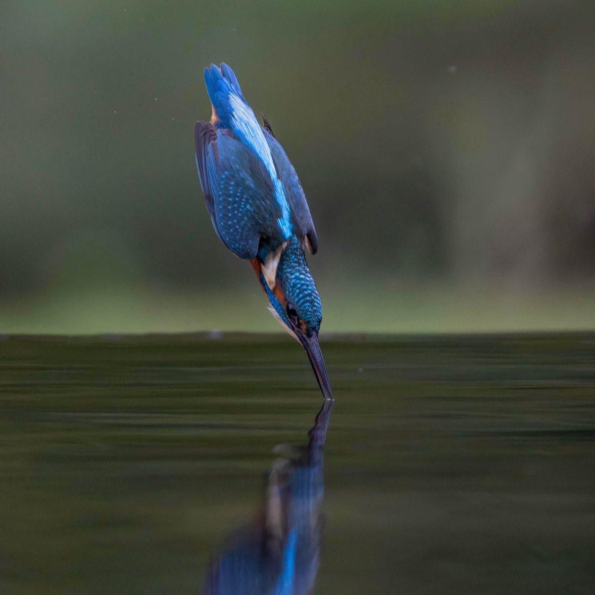 hertskingfisher's tweet image. A split second before entry…..