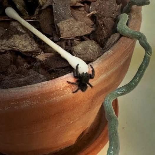 This is Ocho. Ocho lives in my bathroom and hangs out on my orchid plant. Every day I soak a Q-Tip in water and put it down for him wherever he is (on the plant or behind the toilet or on the vanity) and he comes running over and gets a drink. Was my first reaction to smash him?