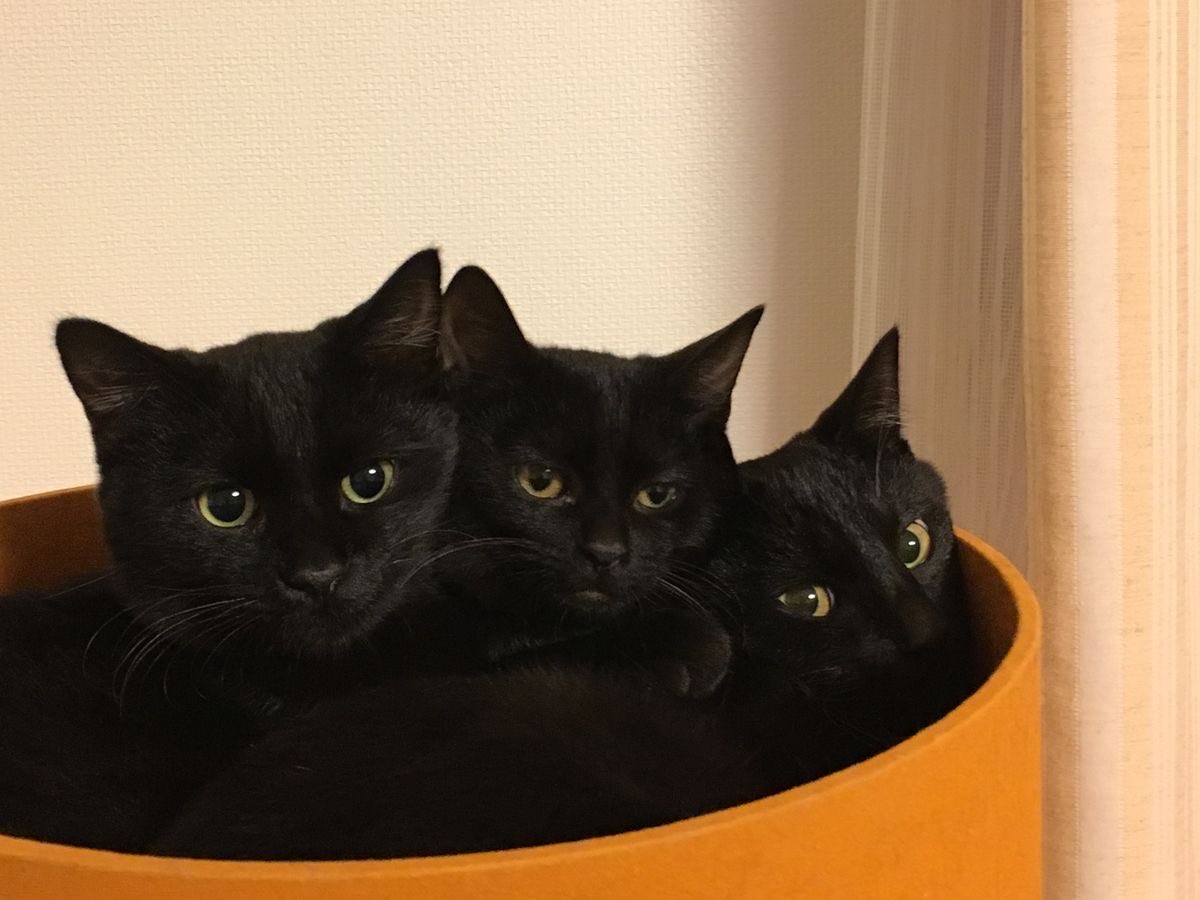 blackscats's tweet photo. https://t.co/JY2pfSw3Hb