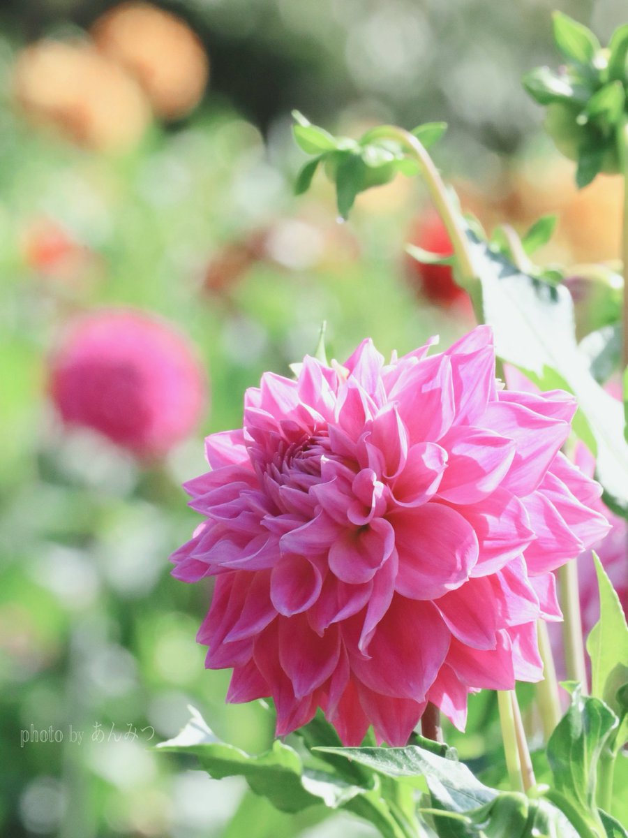 BiDwVv7B2Uh5VYR's tweet image. おはようございます♡
                             #Photography